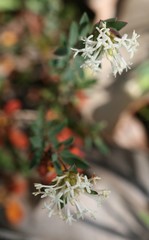 Pimelea angustifolia