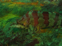 Oxylebius pictus
