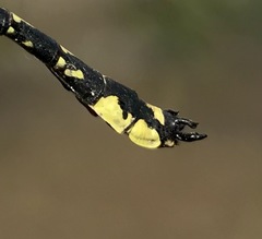 Shaogomphus schmidti