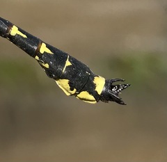 Shaogomphus schmidti