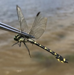 Shaogomphus schmidti