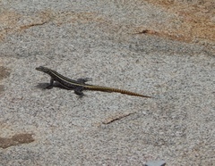 Platysaurus intermedius rhodesianus