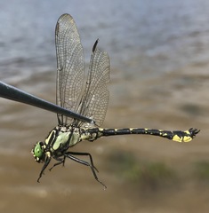 Shaogomphus schmidti