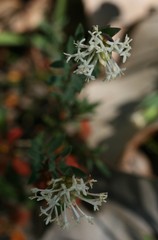 Pimelea angustifolia
