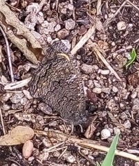 Haywardella edmondsii