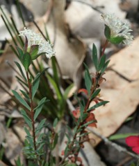 Pimelea angustifolia