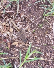 Haywardella edmondsii