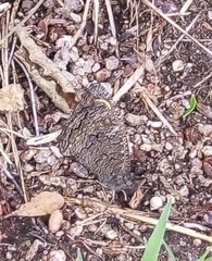 Haywardella edmondsii