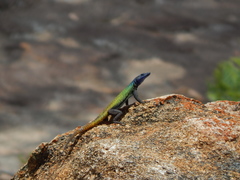 Platysaurus intermedius