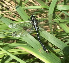 Nihonogomphus ruptus