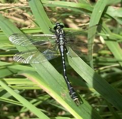 Nihonogomphus ruptus