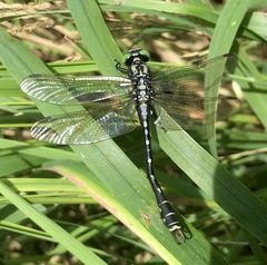 Nihonogomphus ruptus
