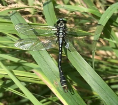 Nihonogomphus ruptus