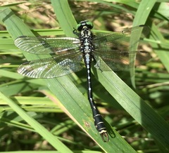 Nihonogomphus ruptus