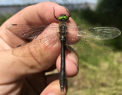 Cordulia aenea amurensis