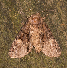 Phosphila turbulenta