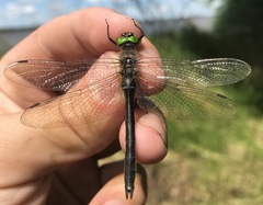 Cordulia aenea amurensis