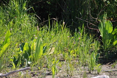 Primula pauciflora macrocarpa