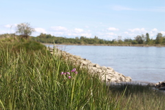 Primula pauciflora macrocarpa