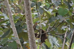 Melanerpes pygmaeus