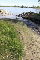Primula pauciflora macrocarpa