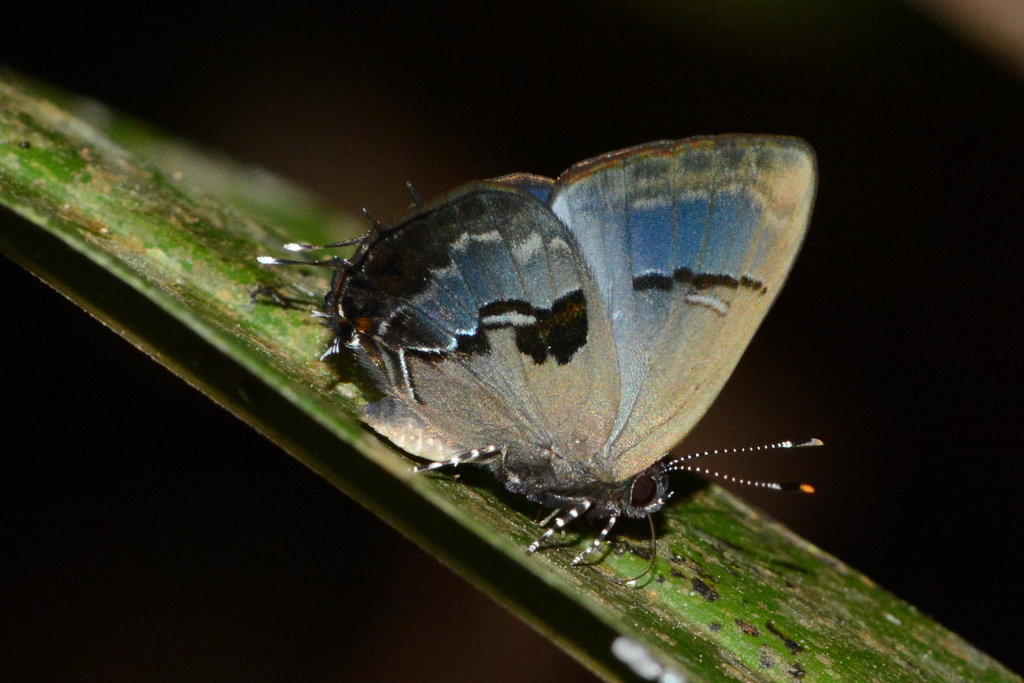 Calycopis centoripa