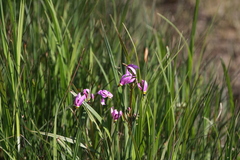 Primula pauciflora macrocarpa