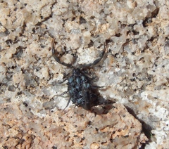 Uroplectes flavoviridis