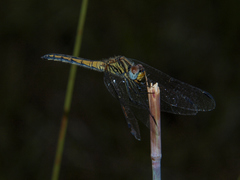 Trithemis dorsalis