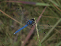 Trithemis dorsalis