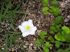 Nierembergia rigida