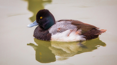 Aythya affinis