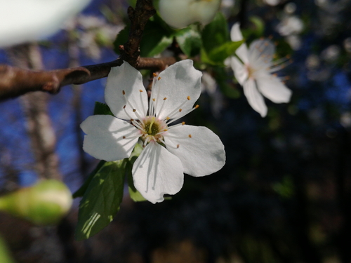 slivka (Prunus)