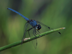 Trithemis dorsalis