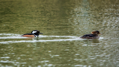 Lophodytes cucullatus