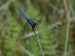 Trithemis dorsalis