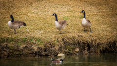 Branta canadensis