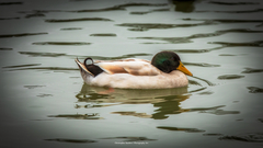 Anas platyrhynchos domesticus