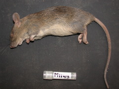 Rattus exulans