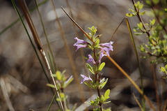 Clinopodium chilense