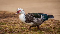 Cairina moschata domestica