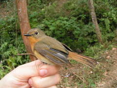 Cyornis