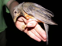 Turdus dissimilis
