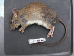 Chiromyscus langbianis