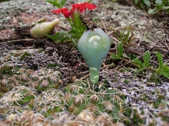 Gymnocalycium calochlorum