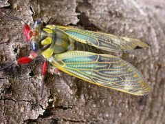 Distantalna splendida