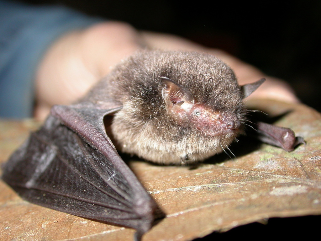 Peters's Myotis (Myotis ater)