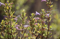 Clinopodium chilense