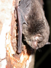 Myotis ater