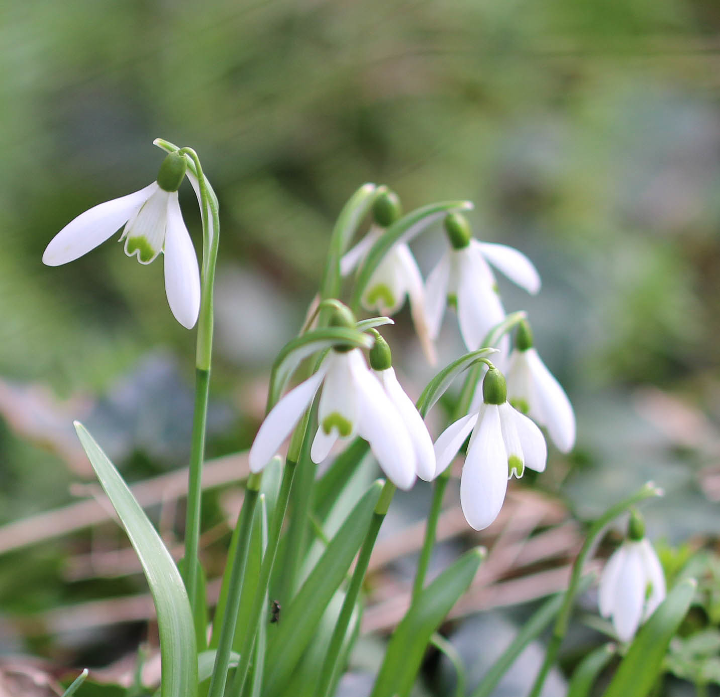 Galanthus
